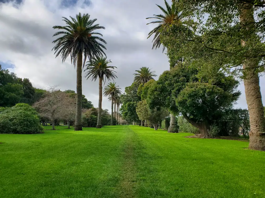 a track in Cornwall park amidst a lush lawn lined with palm trees